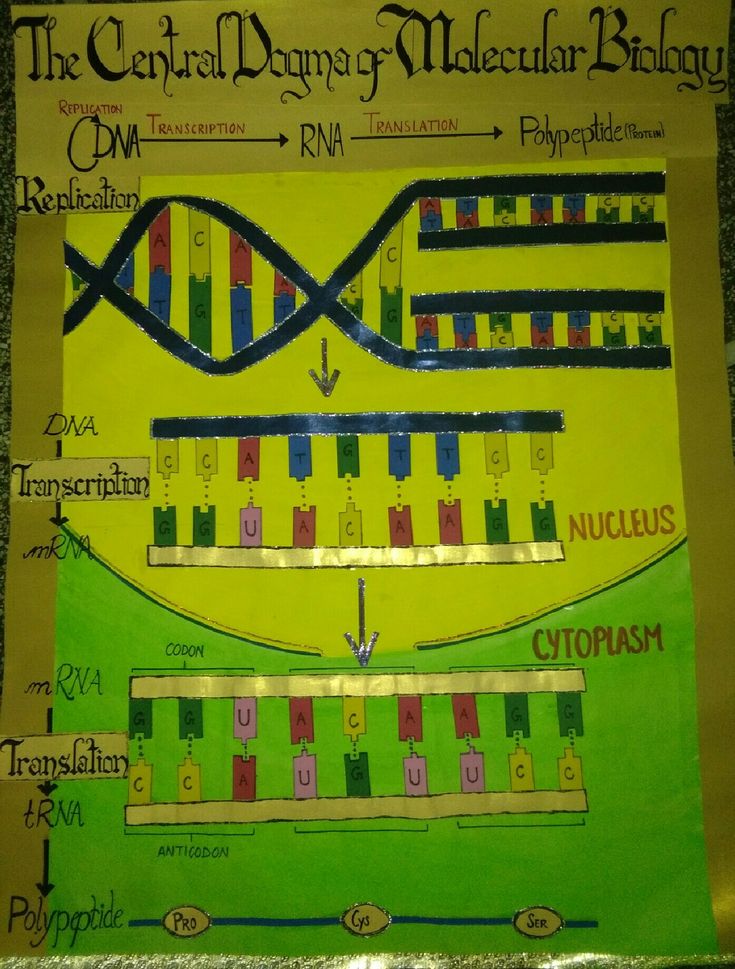 Molecular Biology Understanding the Genetic Revolution by